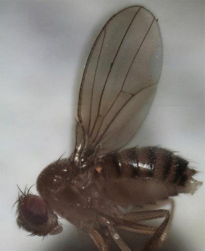Drosophila melanogaster